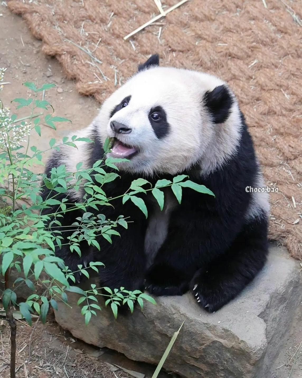 傑西